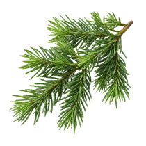 Rosemary