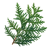 Platycladus orientalis Leaf