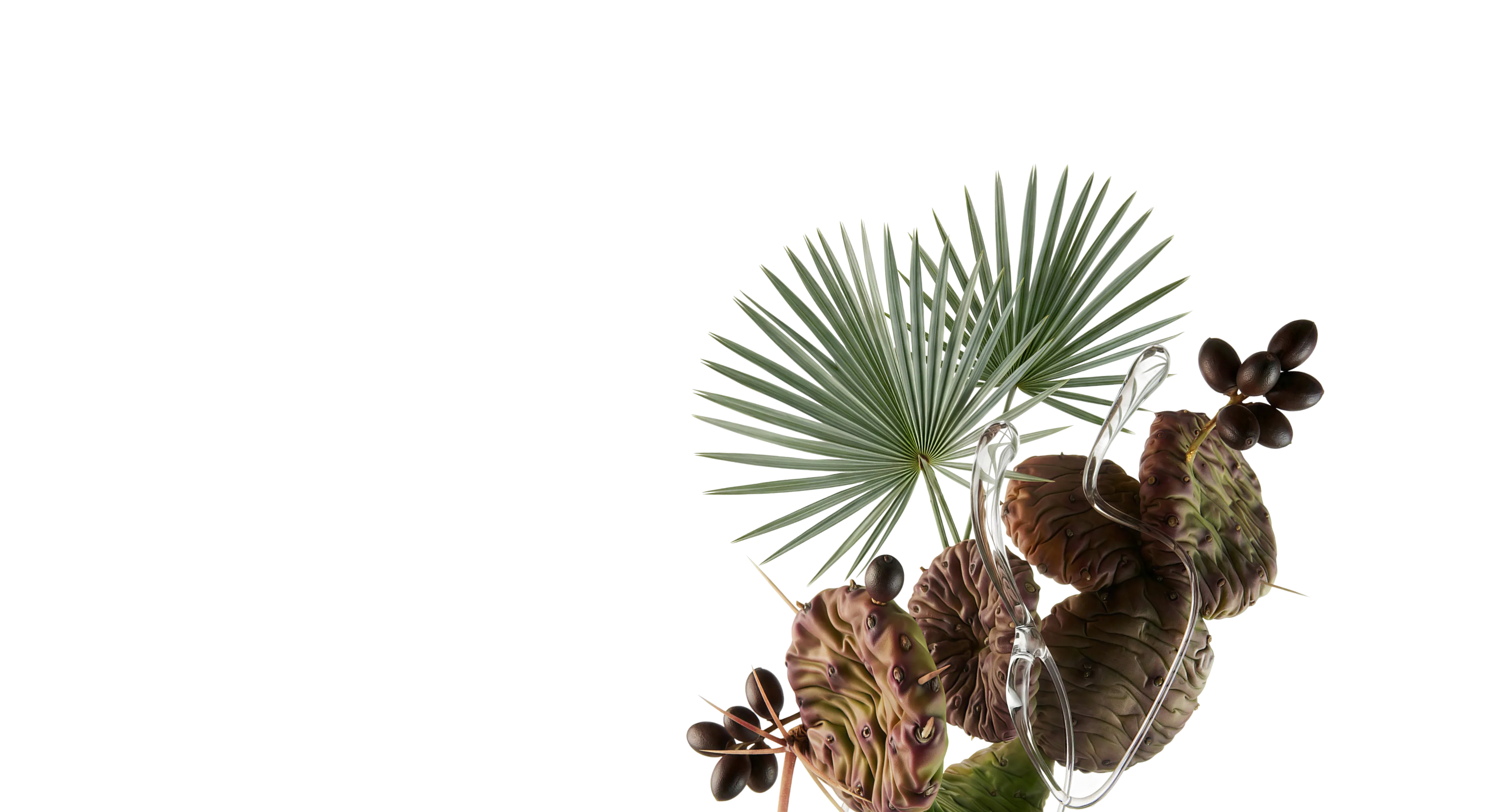 Saw Palmetto