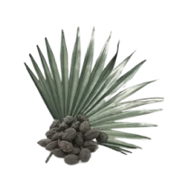 Saw Palmetto